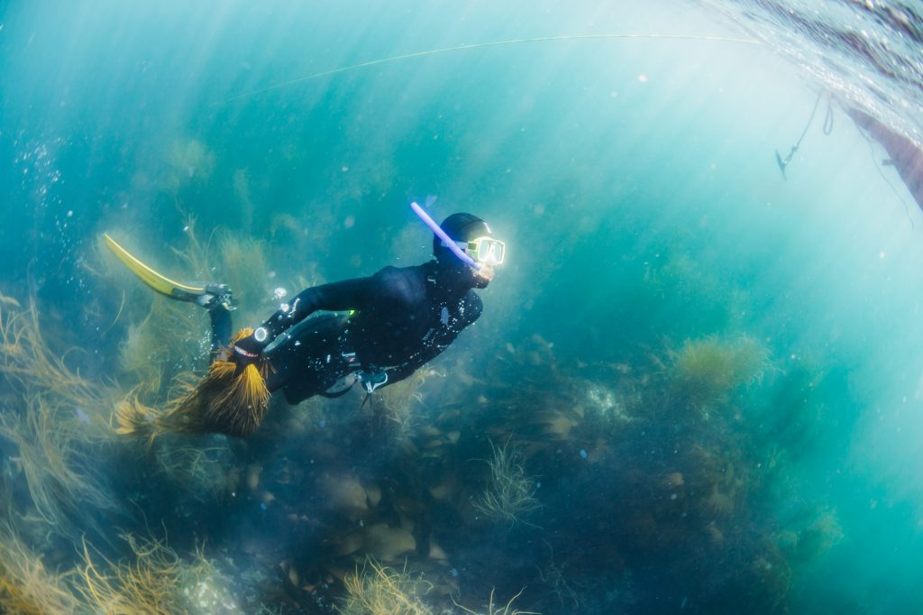 diving for seaweed to harvest it sustainably