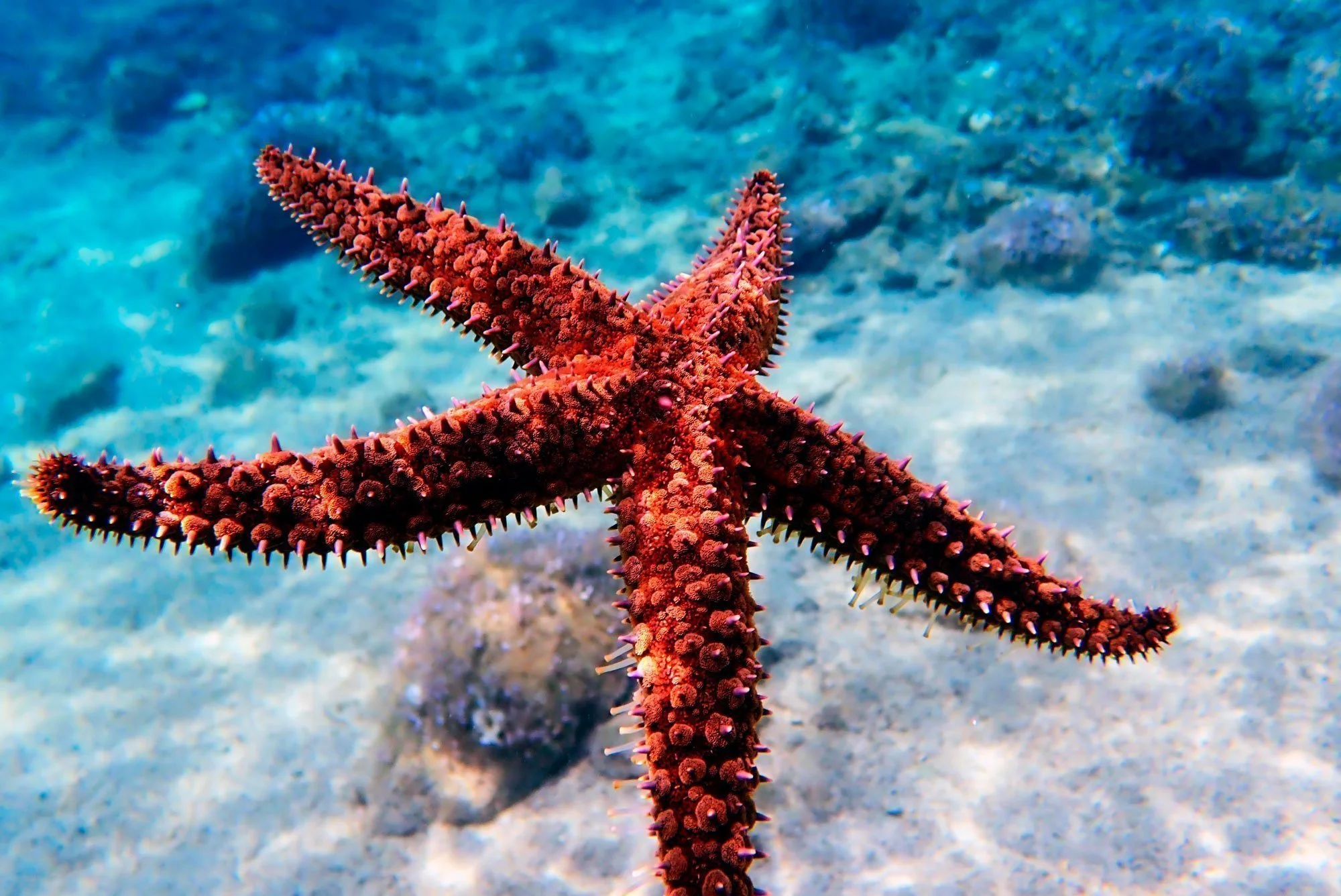 How Do Starfish Eat? - American Oceans