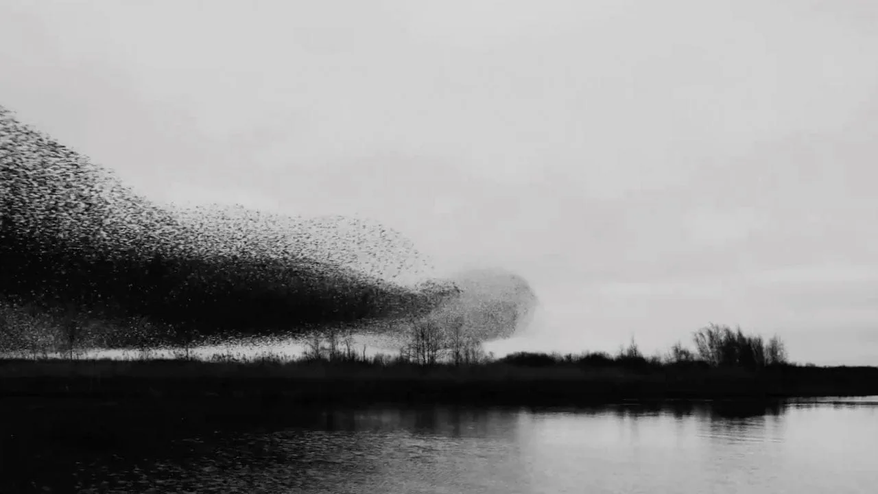 Søren Solkær | When the sky comes alive: starling murmuration