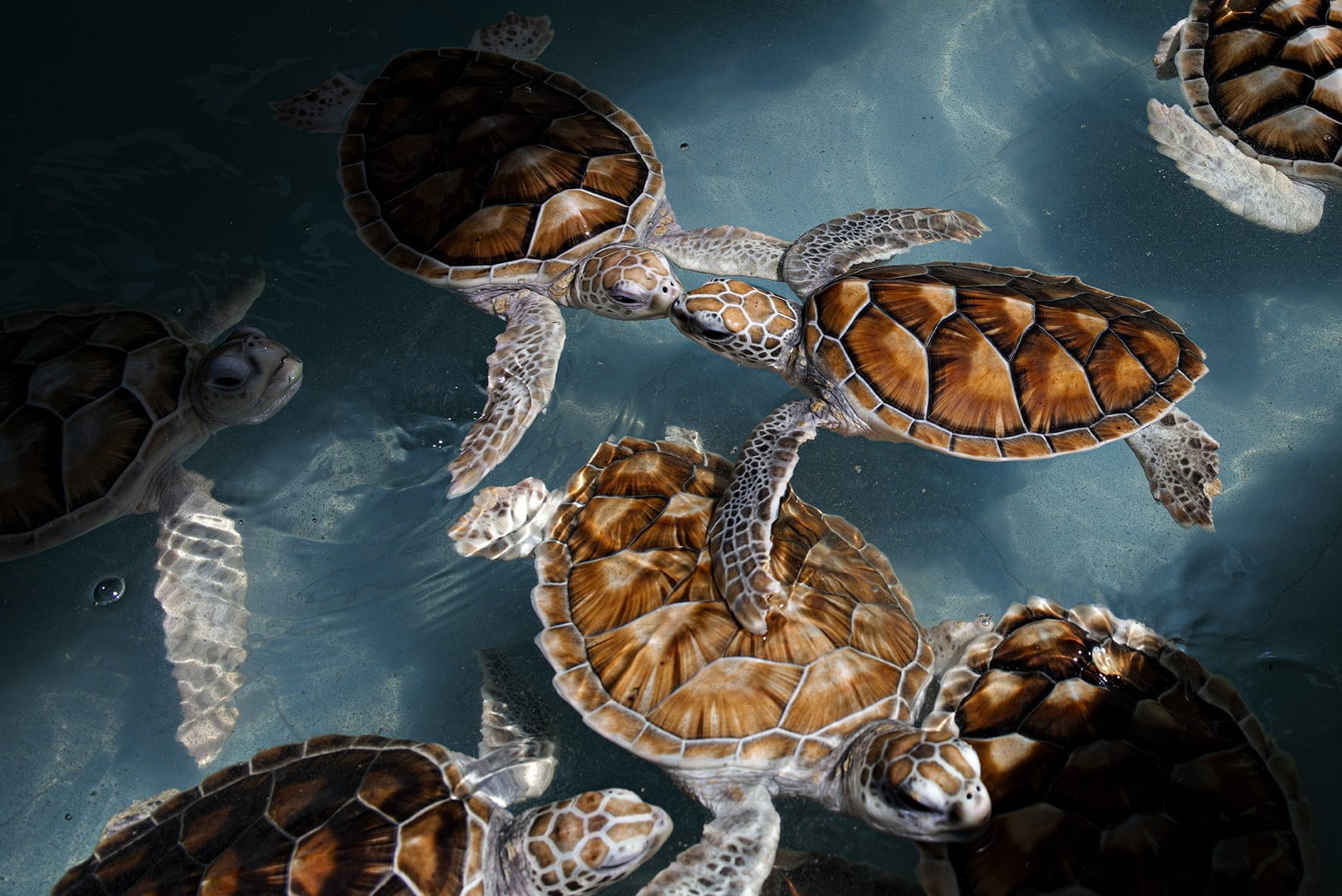 Image of beautiful sea turtles