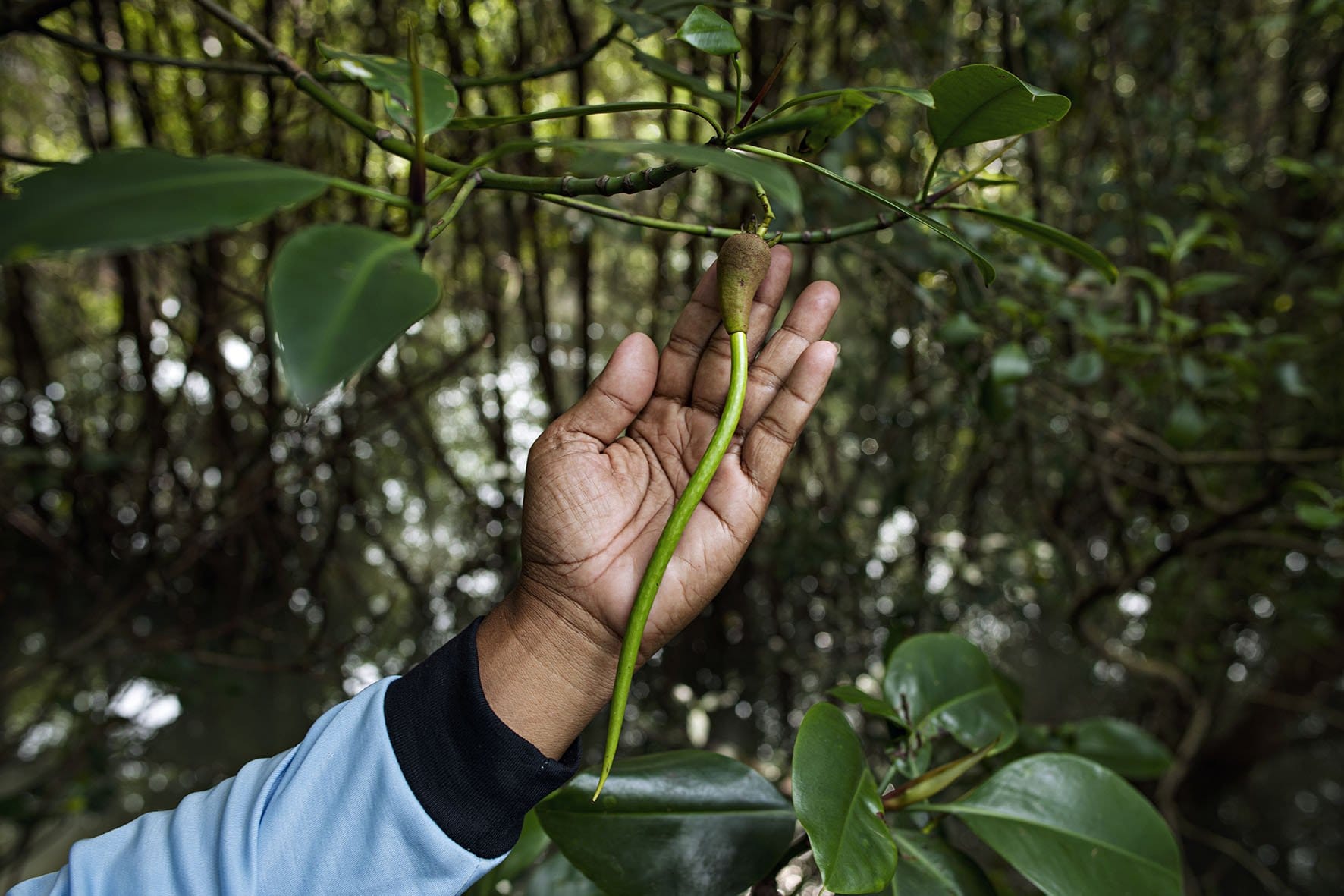 Image of a hand showing a plant