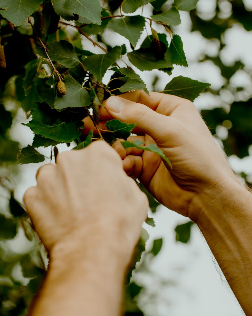 A close-up of Thor Pedersen's hands picking a leaf from a tree.
