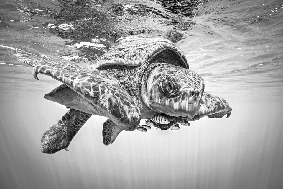 Must-sea: Ocean photographer of the year - Imagine5