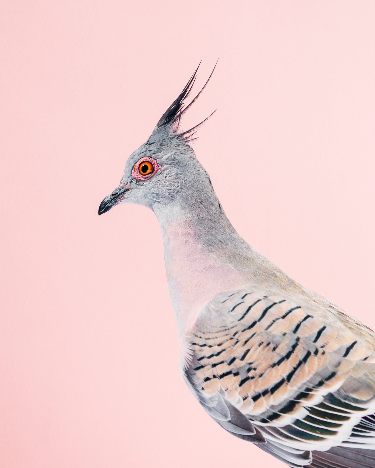 fancy pigeon photo