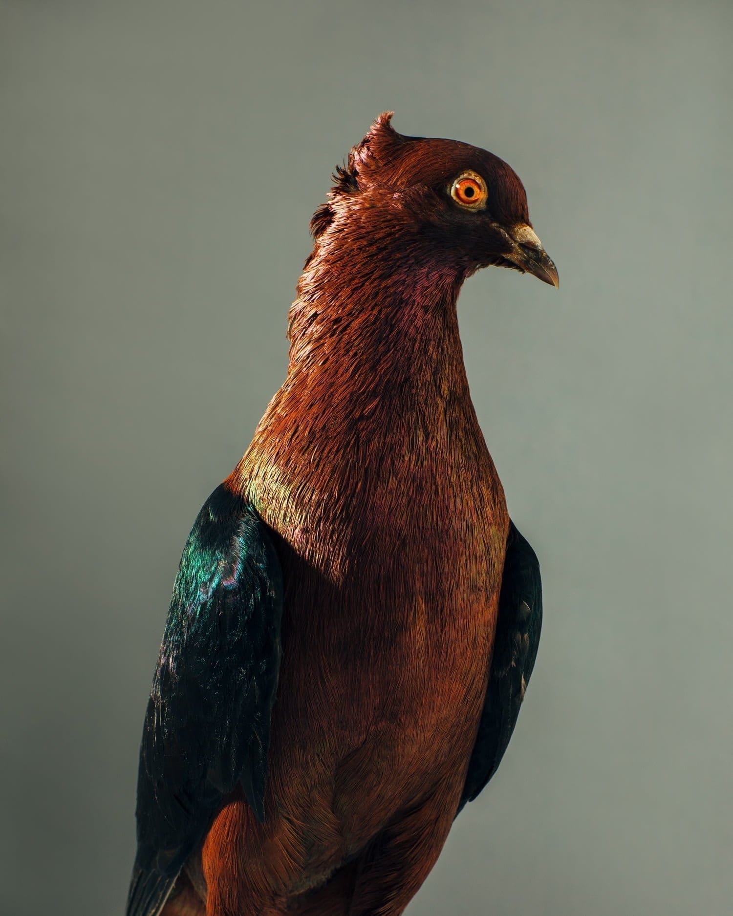 image of pigeon