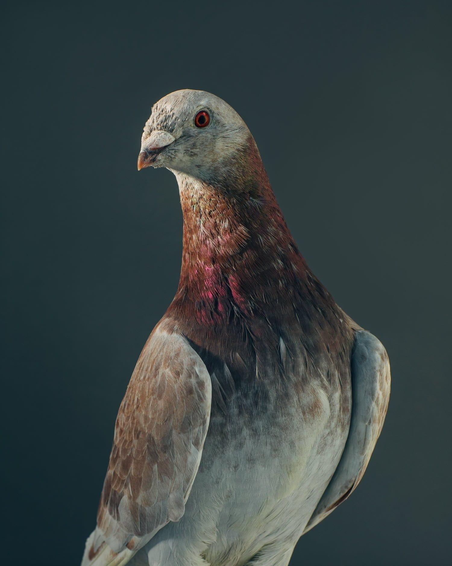 photo of pigeon