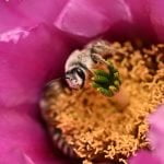 California native bees