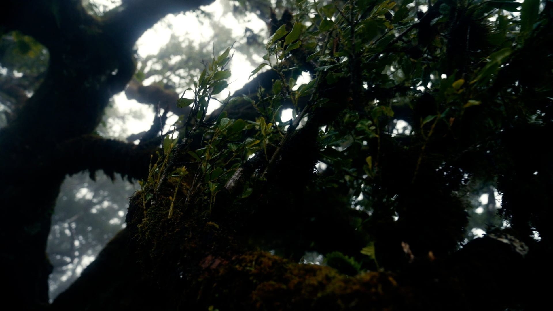 sounds right nature Spotify