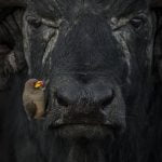 A yellow-billed oxpecker perching in a precarious position on an African water buffalo in Kenya. Sri Lanka. World Nature Photography Awards