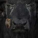 A yellow-billed oxpecker perching in a precarious position on an African water buffalo in Kenya. Sri Lanka. World Nature Photography Awards