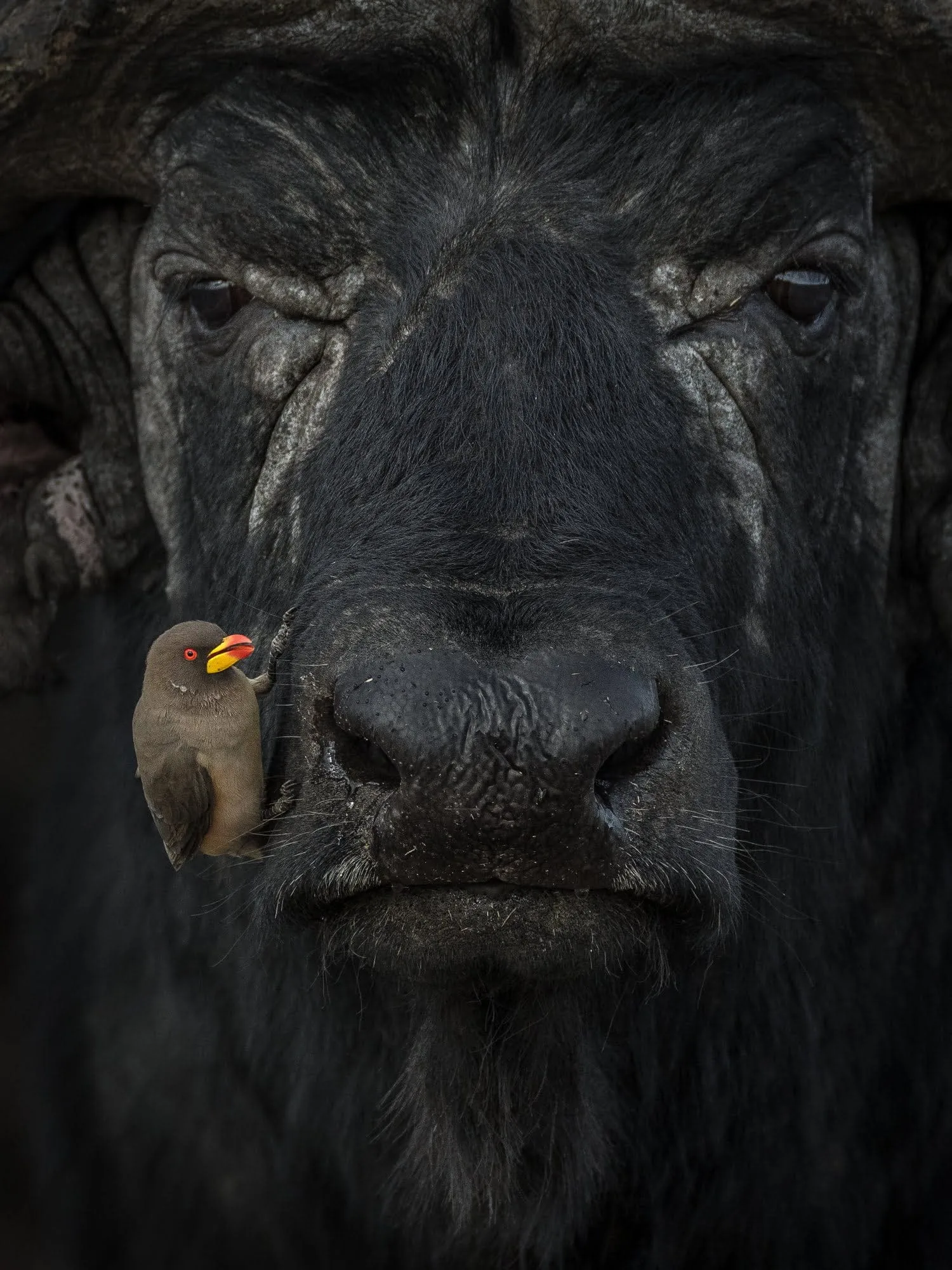 A yellow-billed oxpecker perching in a precarious position on an African water buffalo in Kenya. Sri Lanka. World Nature Photography Awards