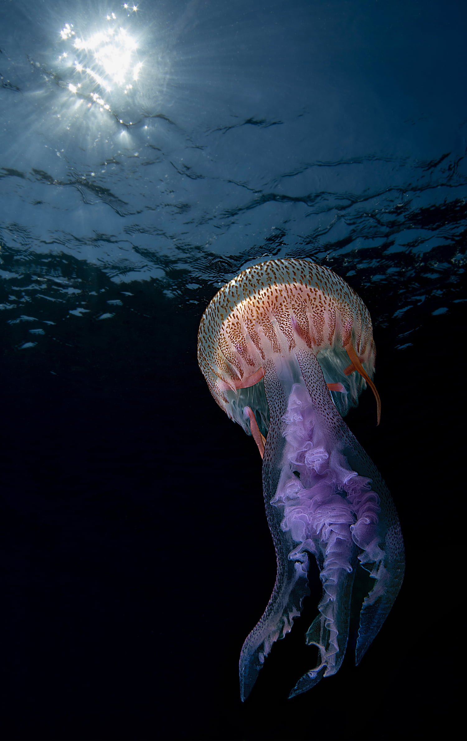 A mauve stinger jellyfish (Pelagia nocticula) floats off the coast of Noli, Italy. The Latin name is derived from the jellyfish’s ability to glow in the dark. World Nature Photography Award
