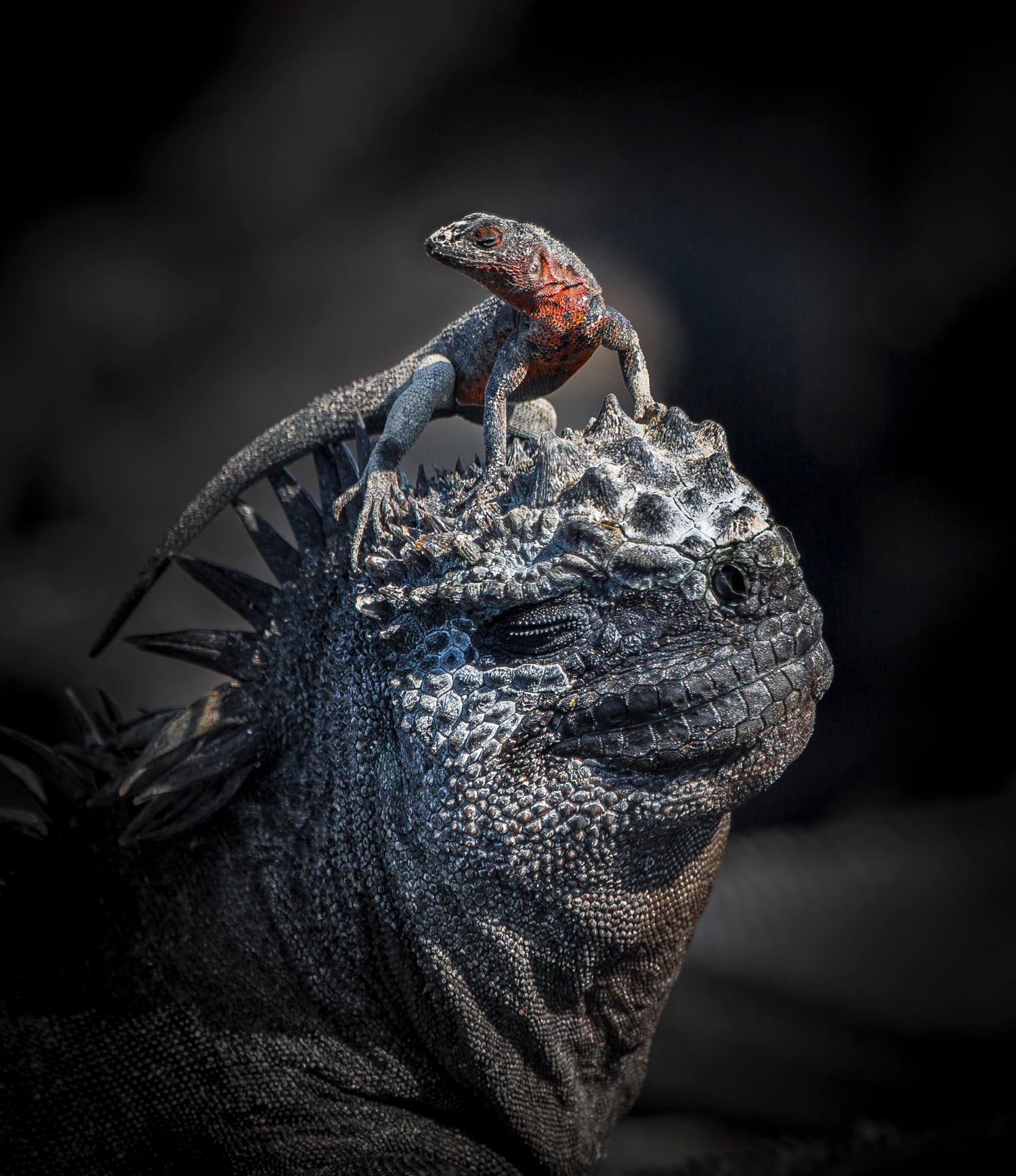 A lava lizard giving a head massage to a marine iguana on the Galapagos Islands. World Nature Photography Awards