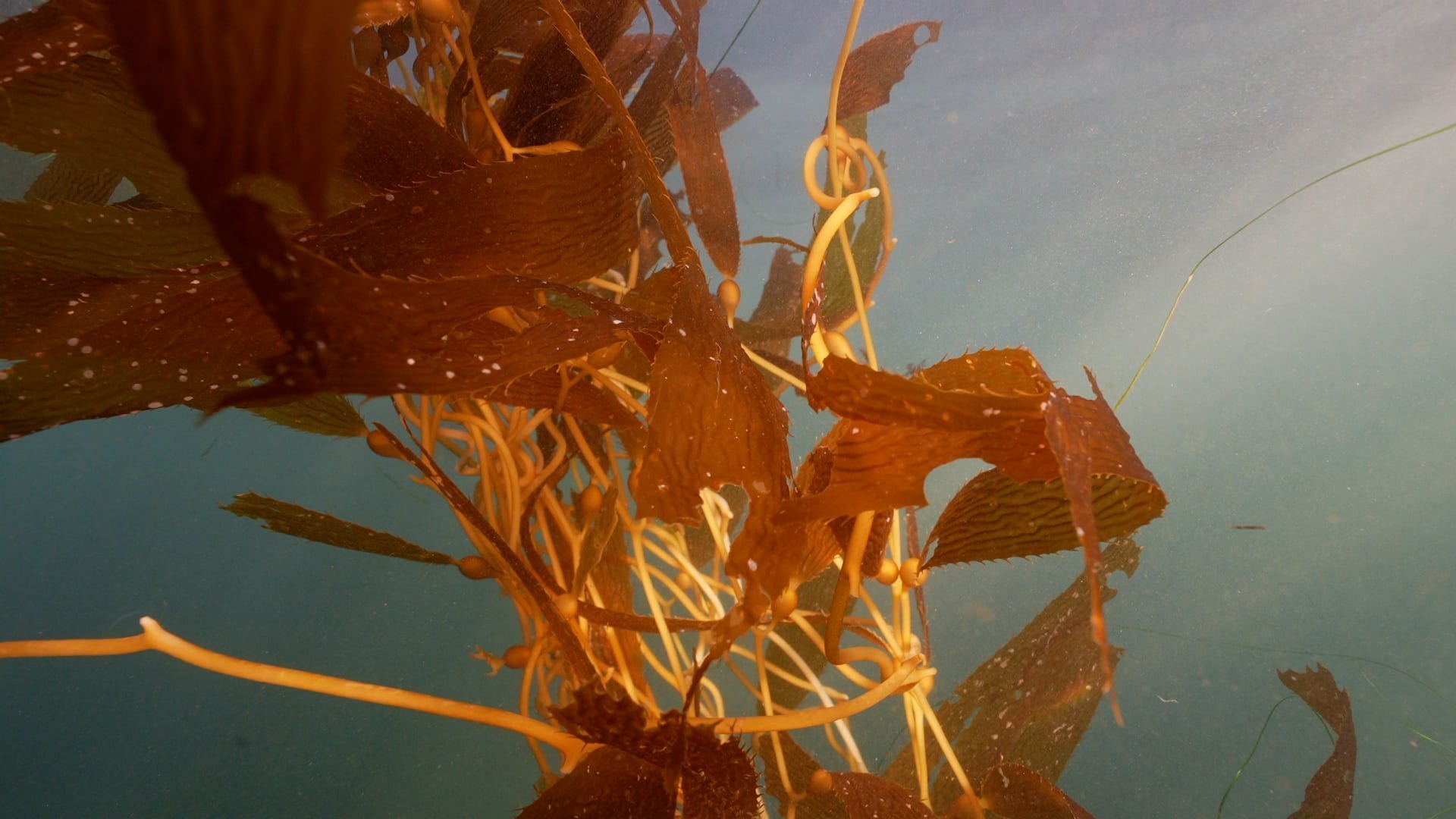 seaweed tech plastic substitute