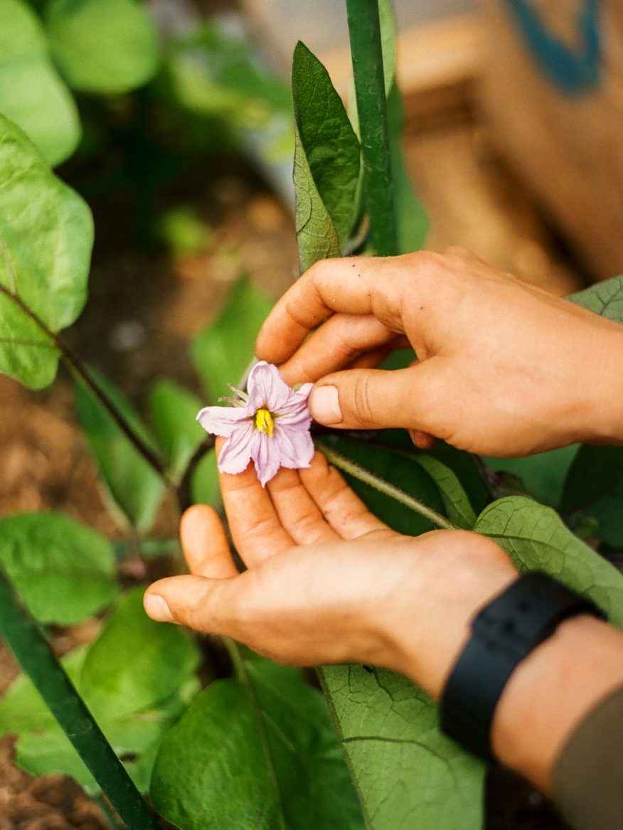 guerilla gardening tips