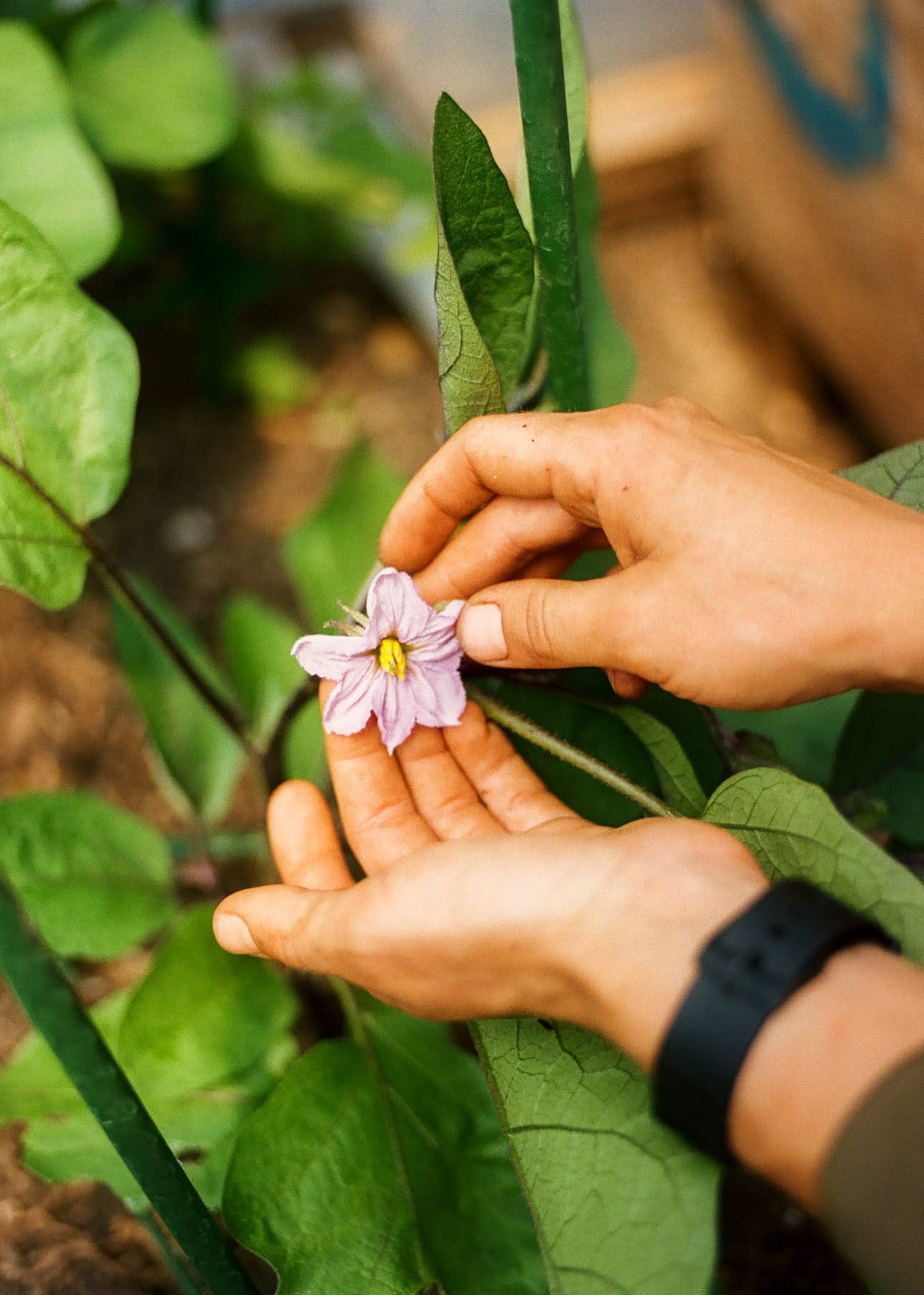 guerilla gardening tips