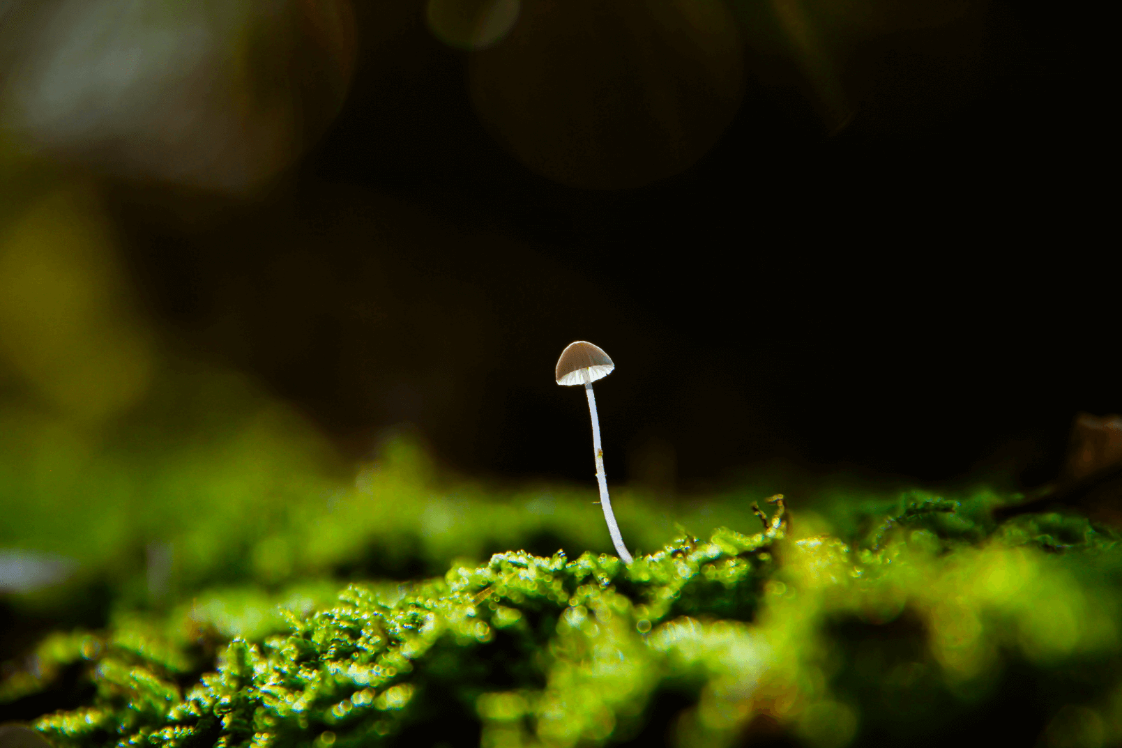positive impact of humans on the environment