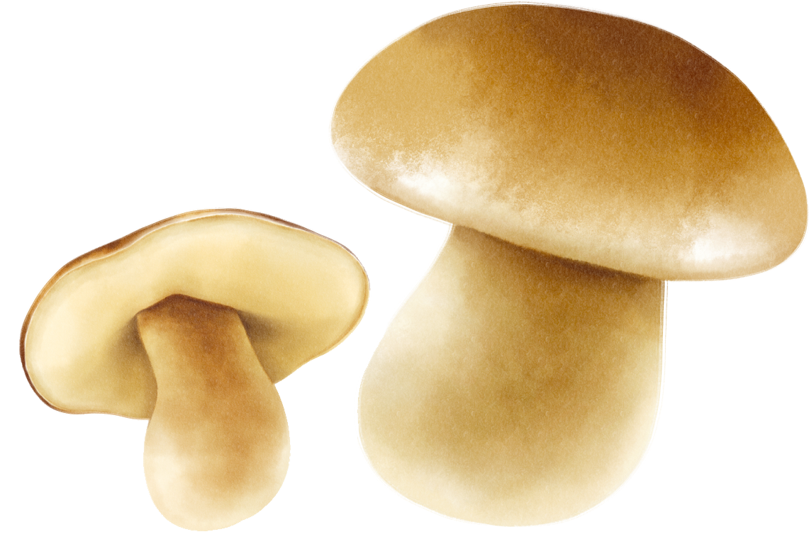 most sustainable vegetables mushrooms