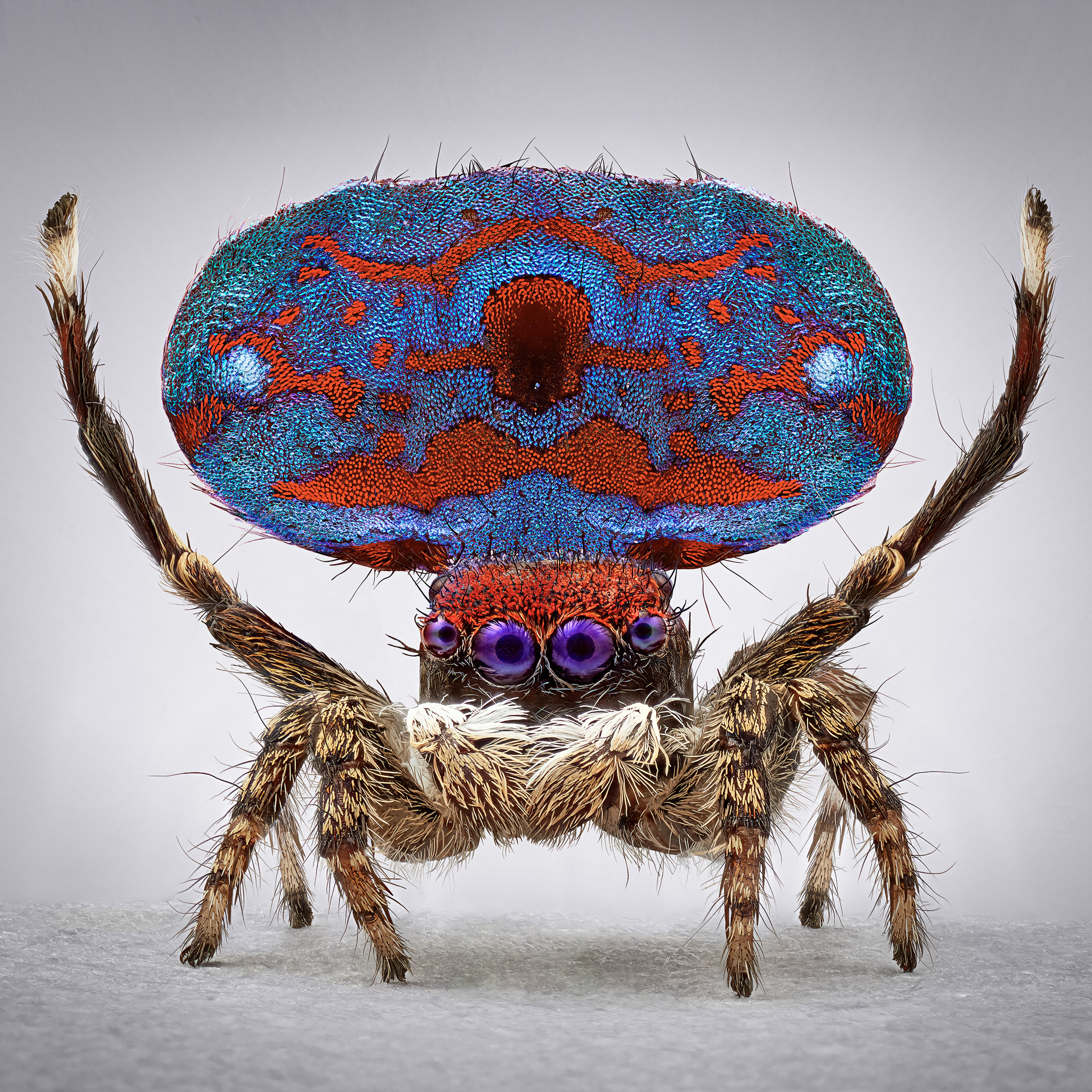 peacock spiders australia