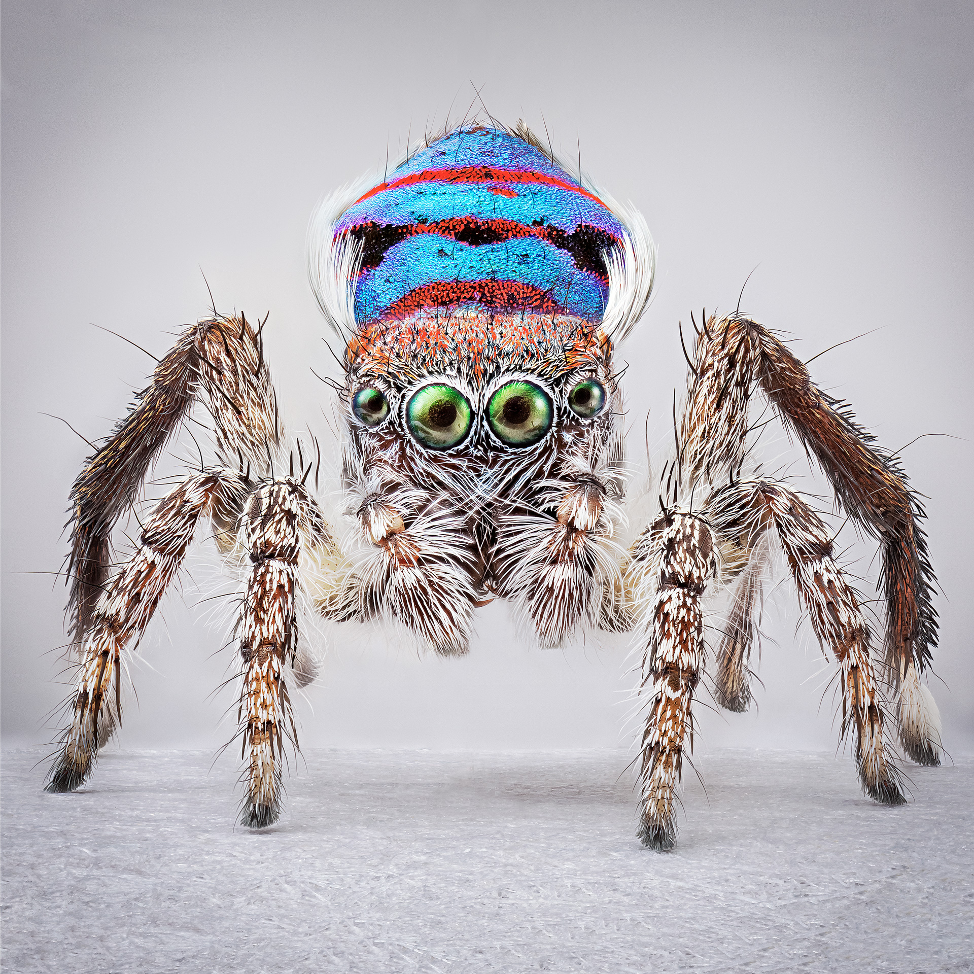 peacock spiders australia