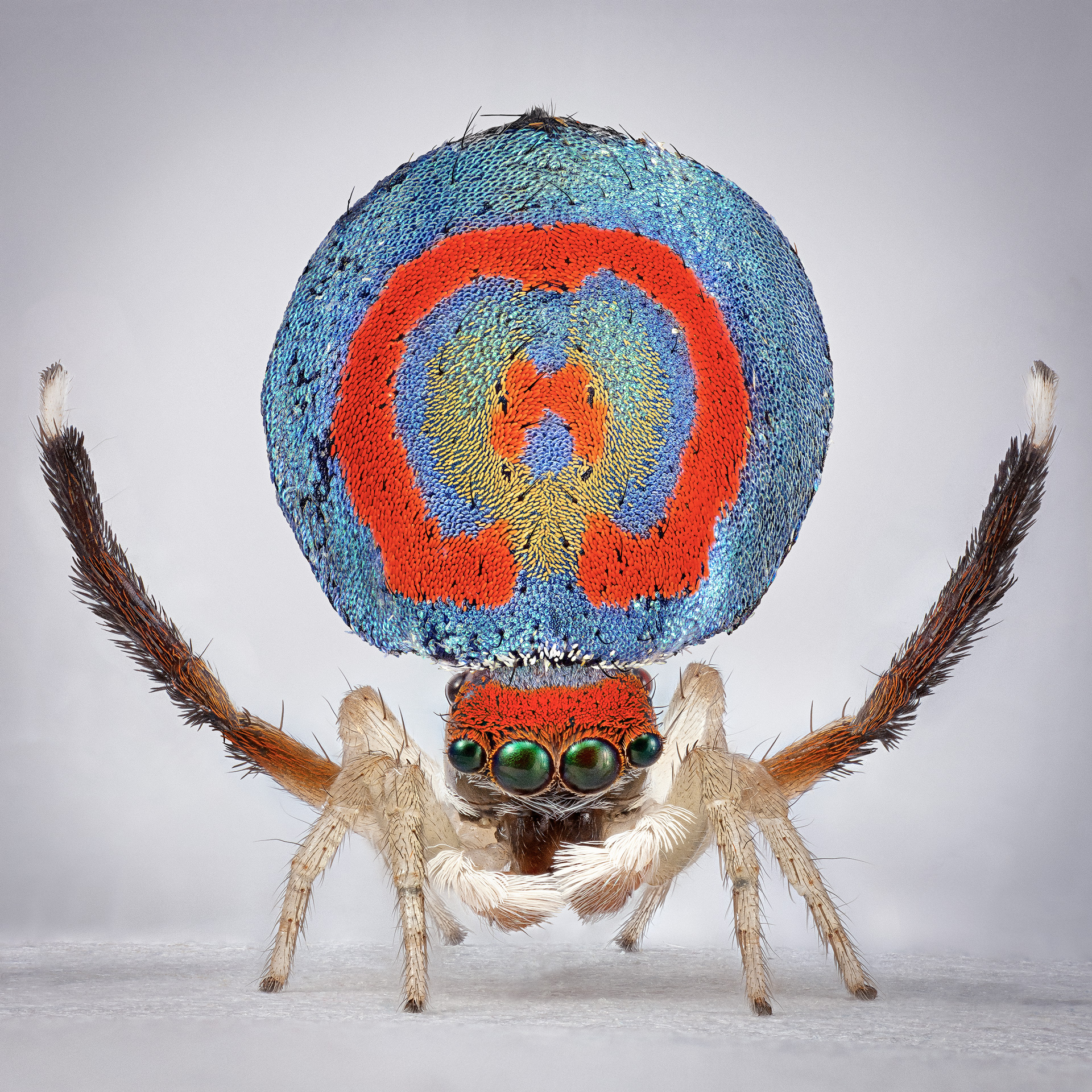 peacock spiders australia