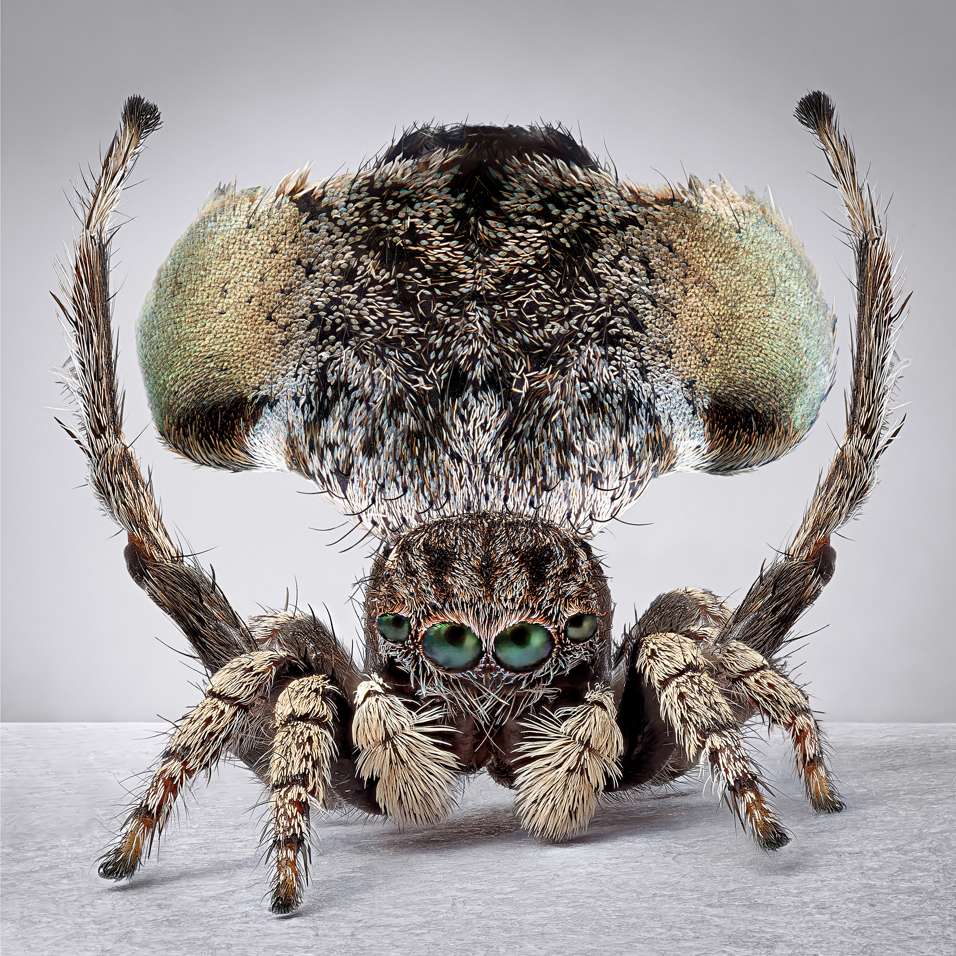 peacock spiders australia