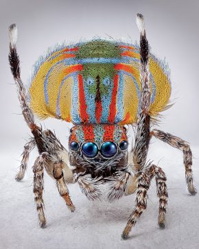 peacock spiders australia