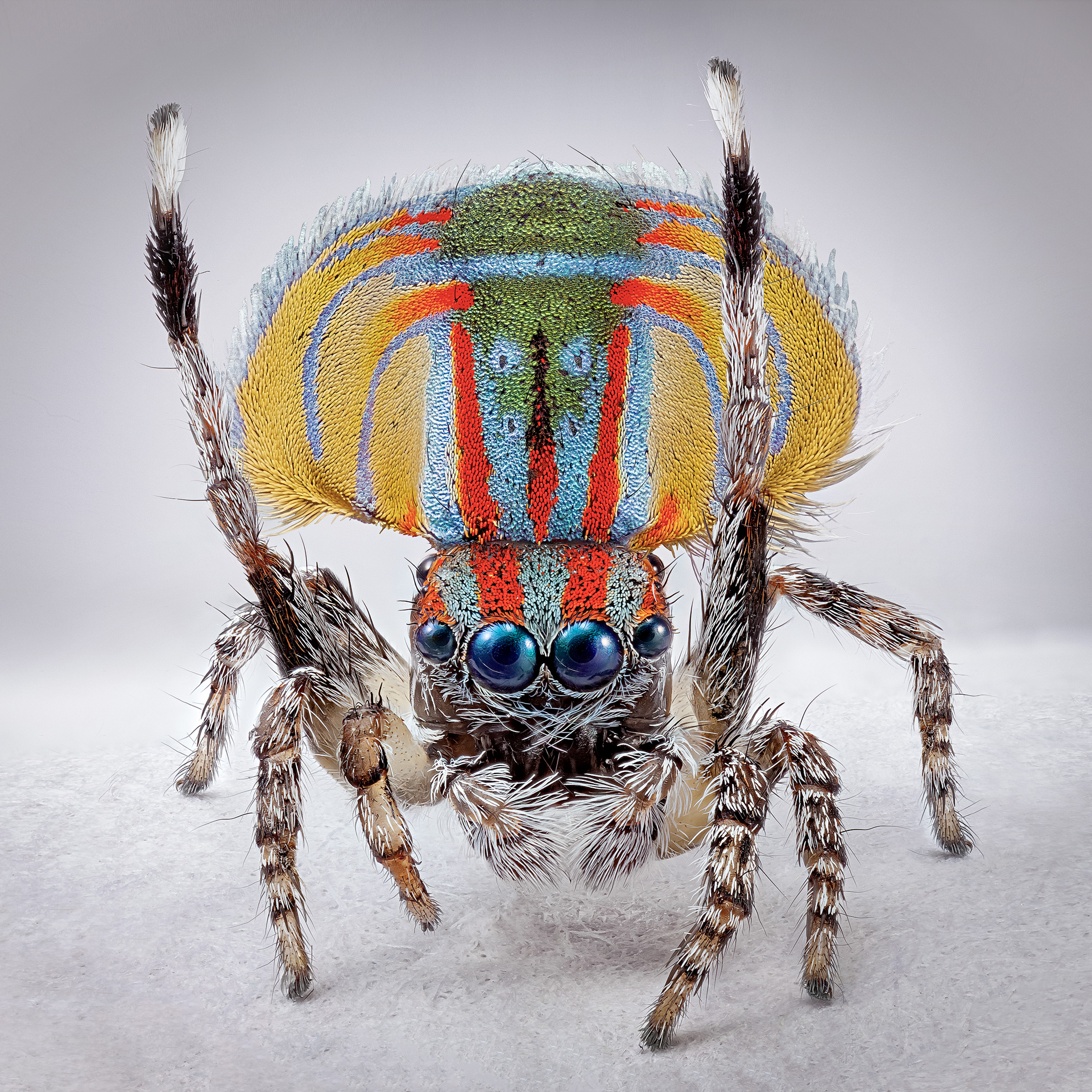 peacock spiders australia