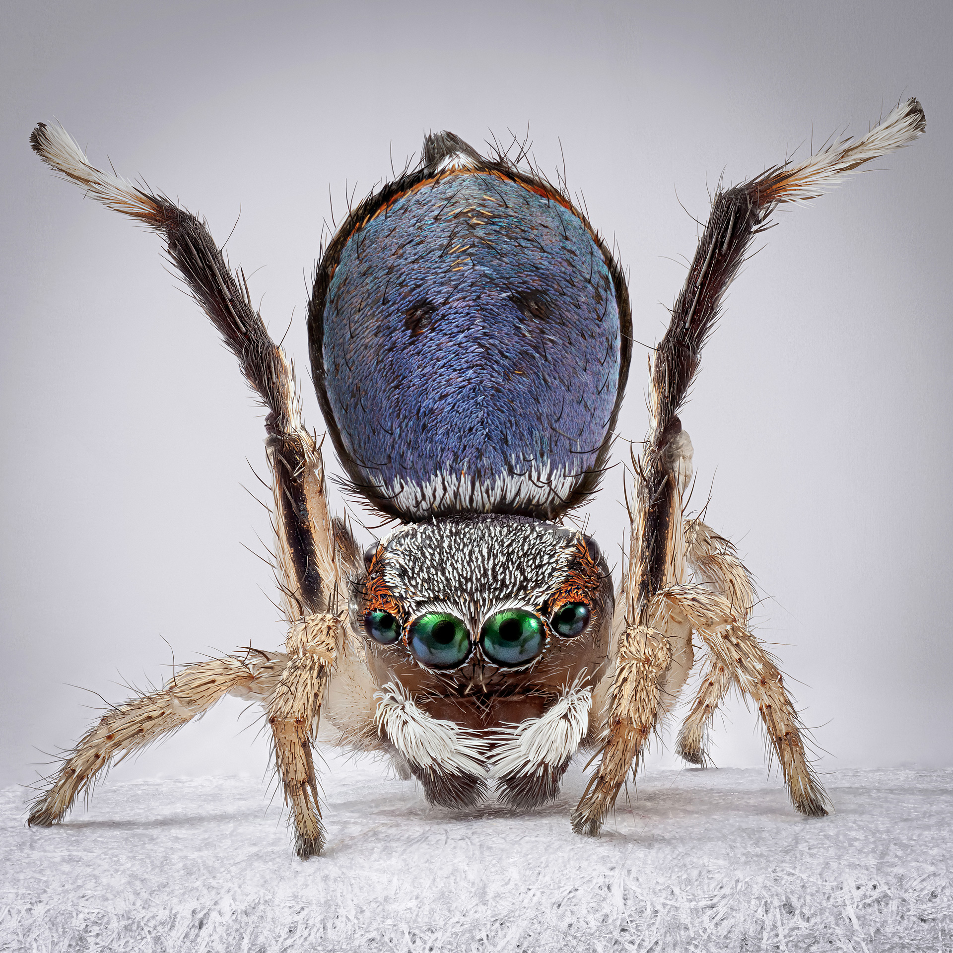 peacock spiders australia