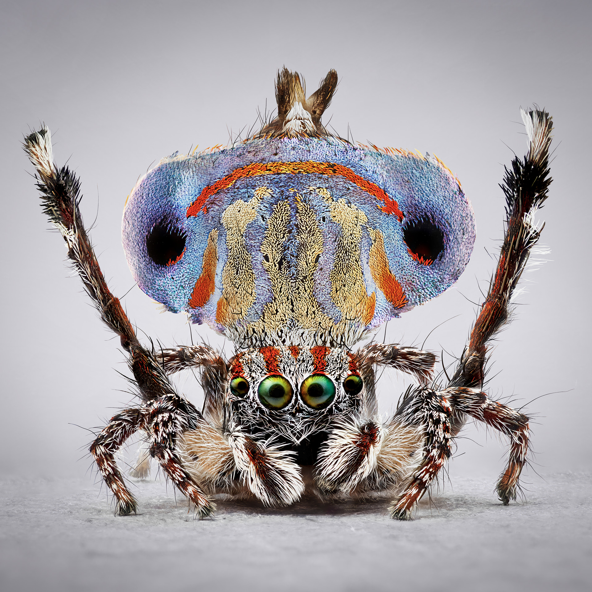 peacock spiders australia