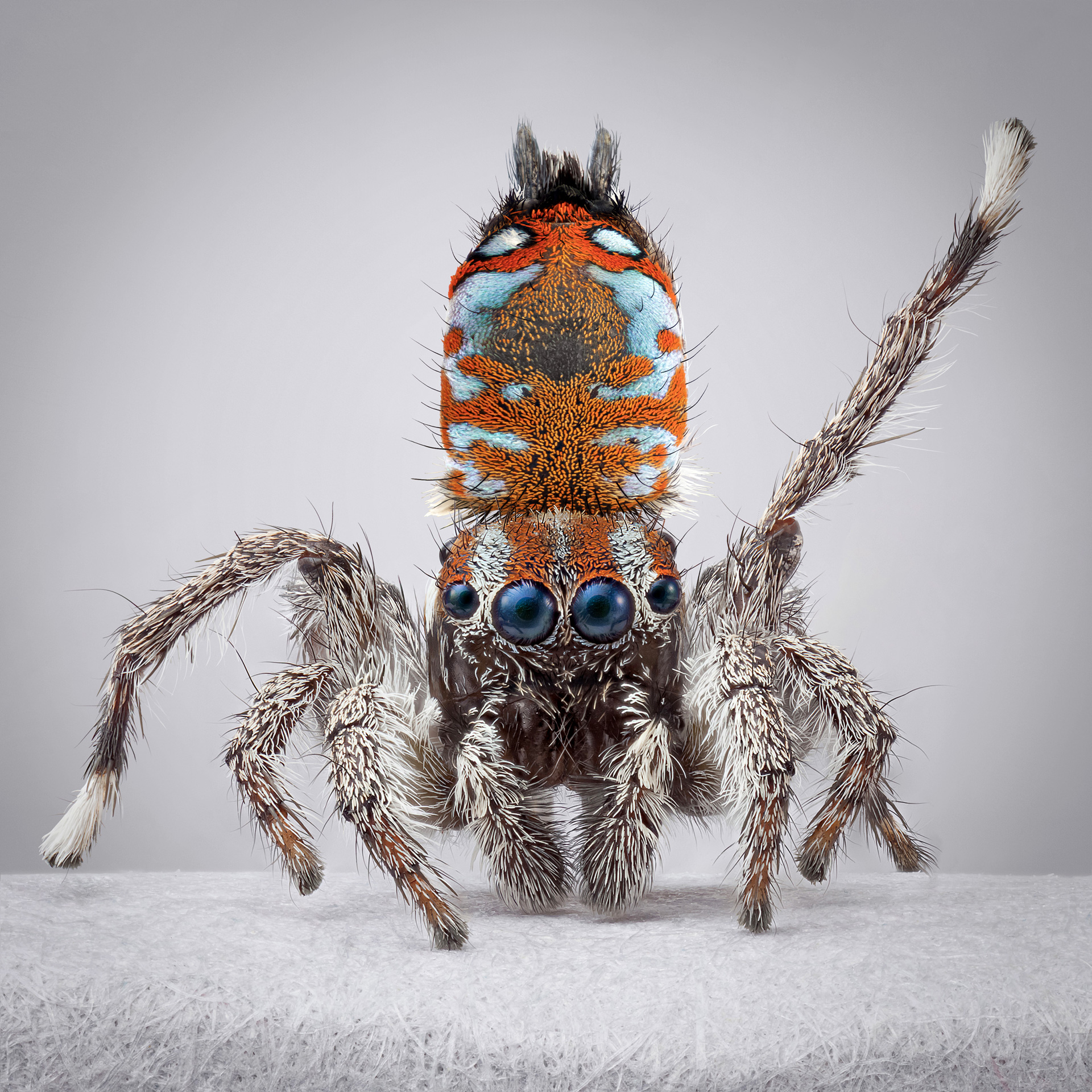 peacock spiders australia