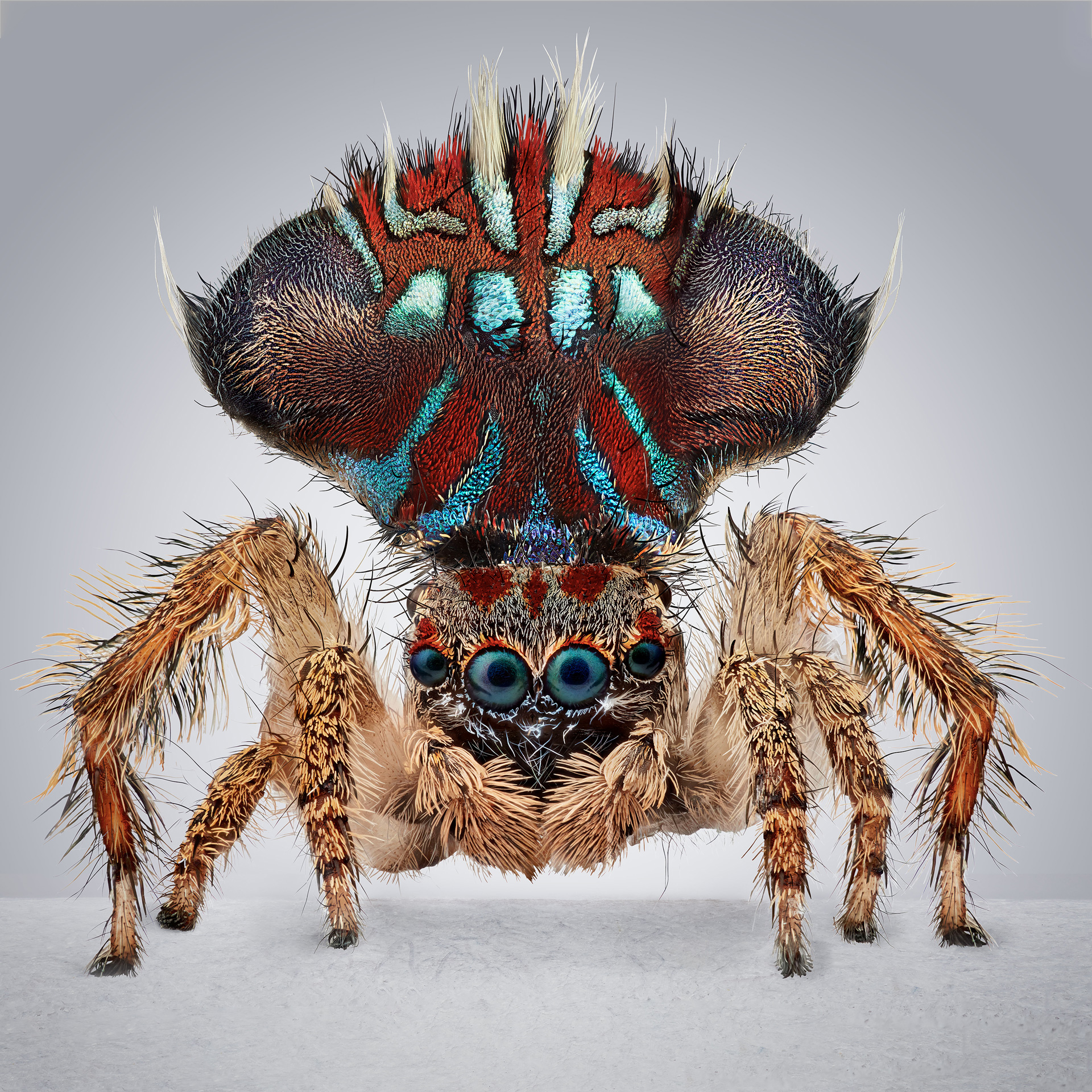 peacock spiders australia