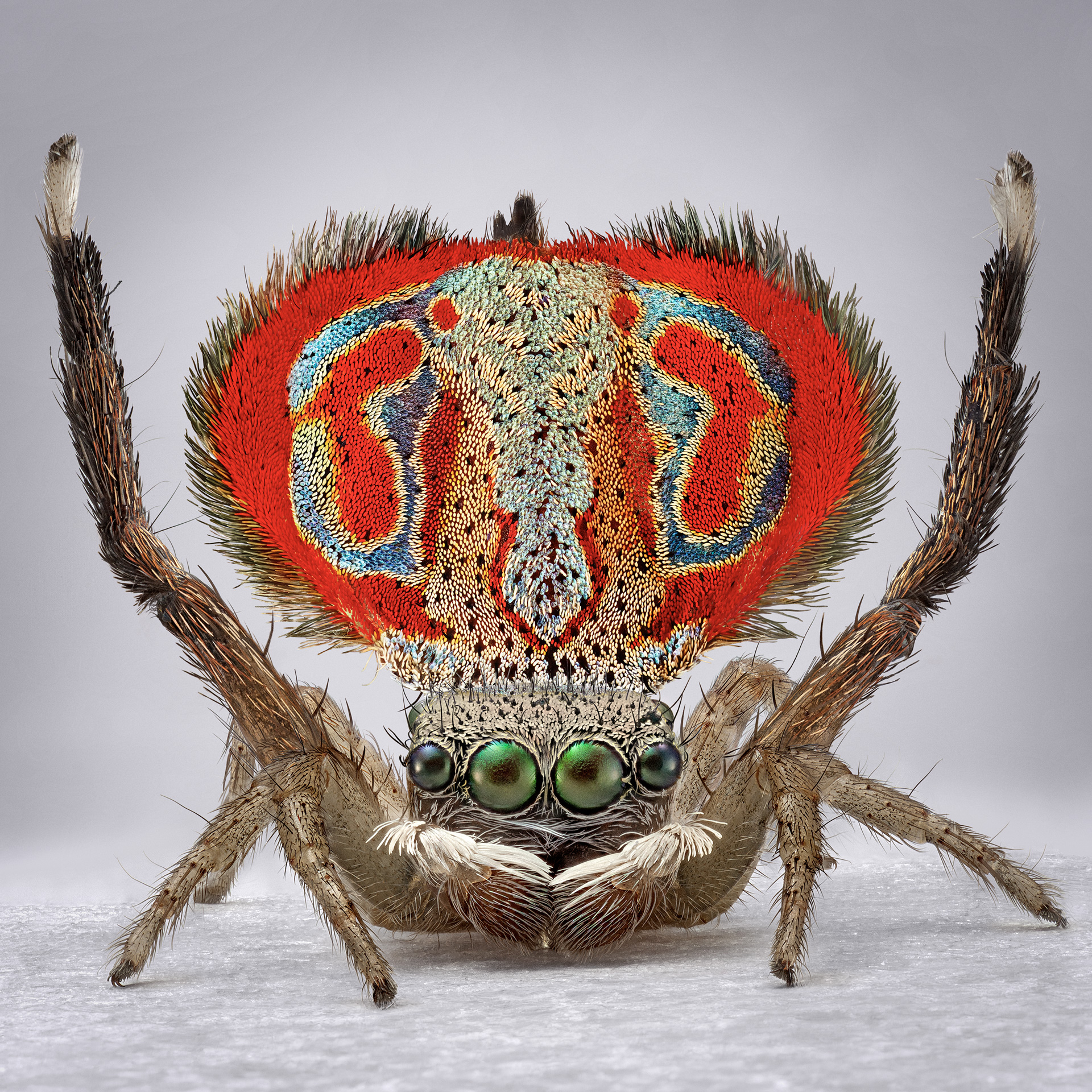 peacock spiders australia