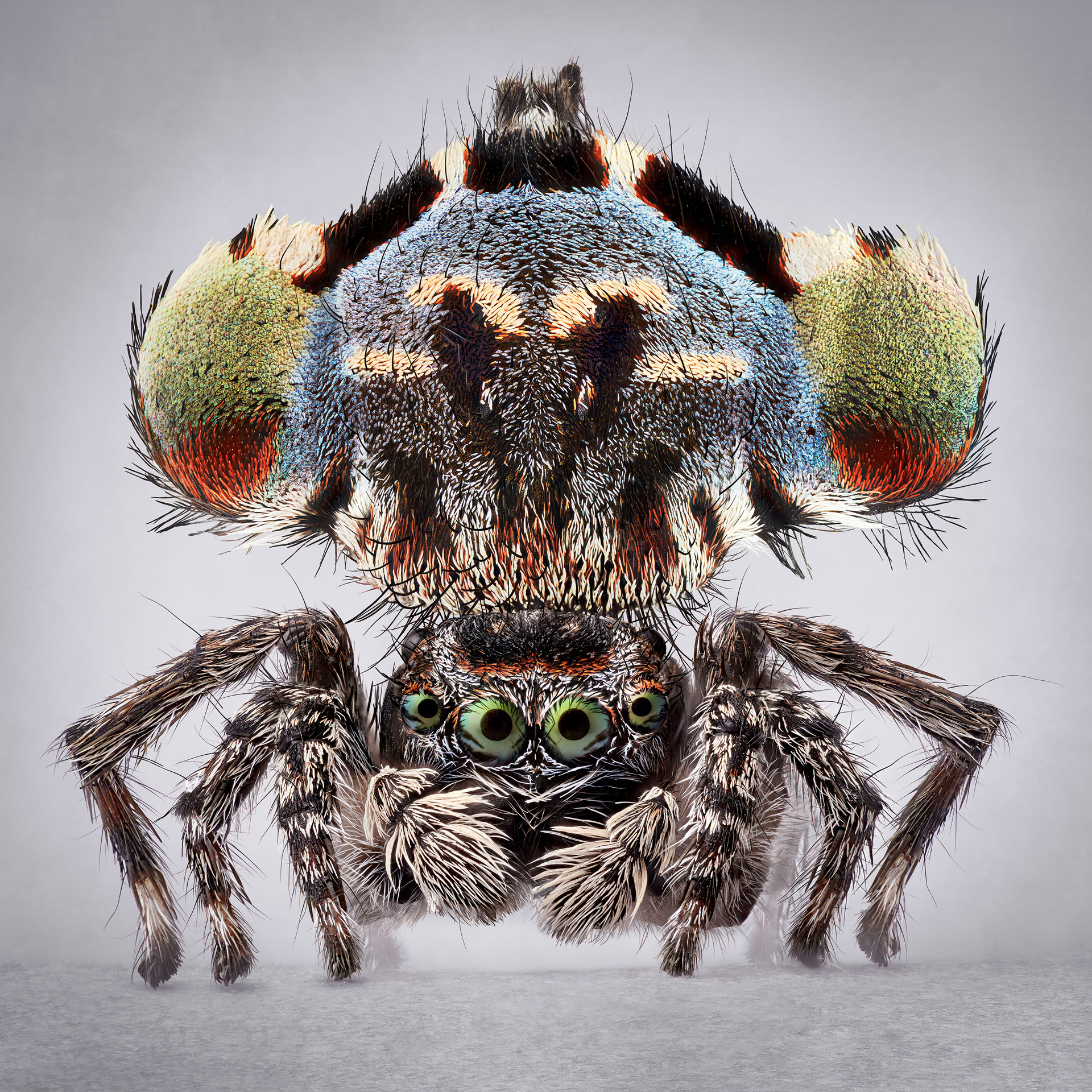 peacock spiders australia