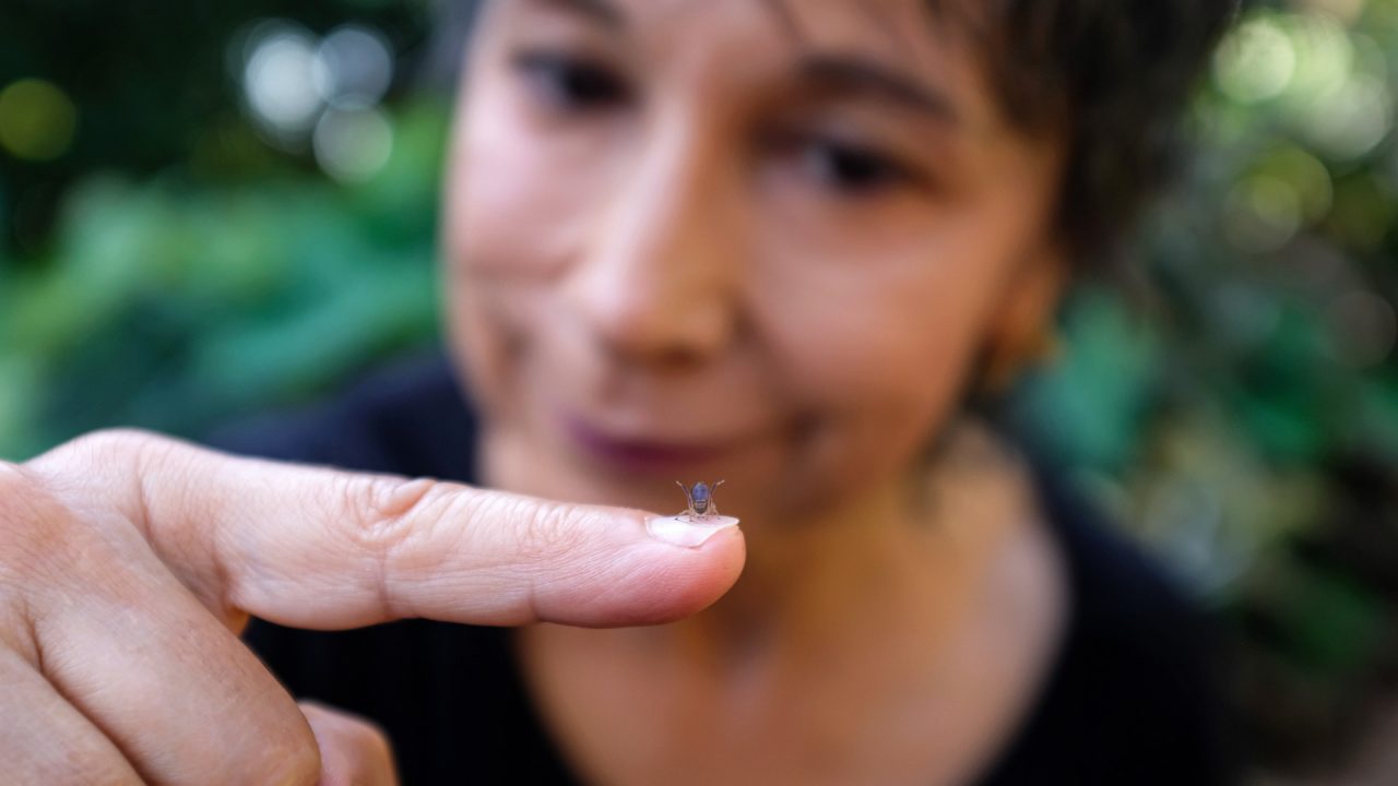 peacock spiders australia