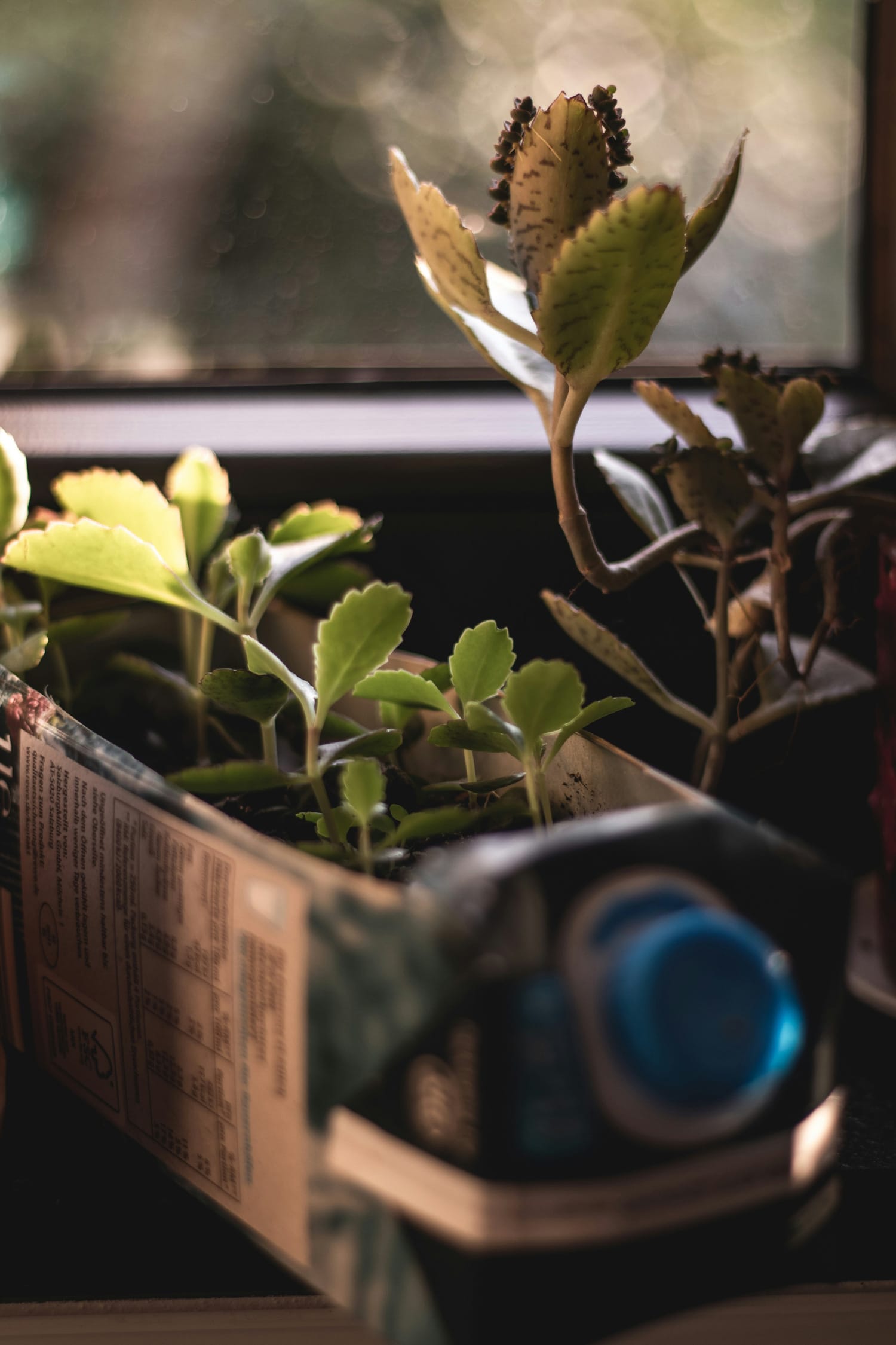 an old milk carton turned into a planter