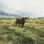 A highland cow grazing in a field beneficial for regenerative agriculture