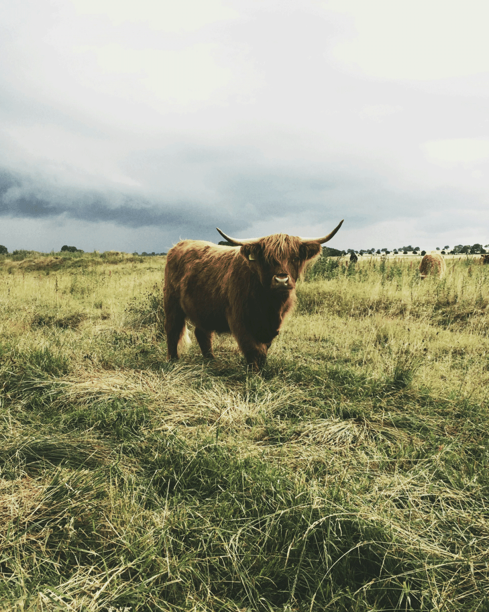 A highland cow grazing in a field beneficial for regenerative agriculture
