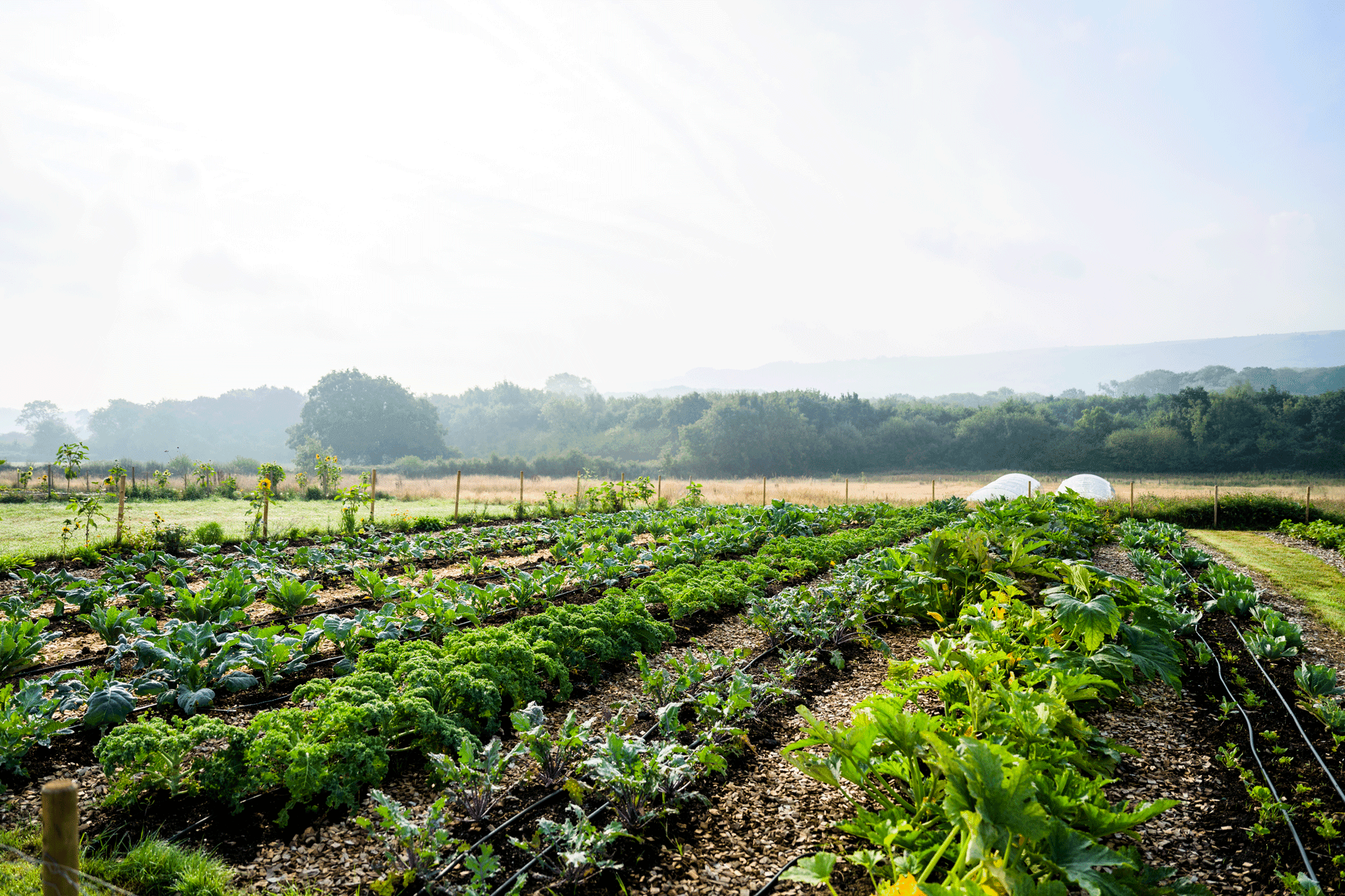 Rows of vegetable crops on organic smallholding farm showing regenerative agriculture