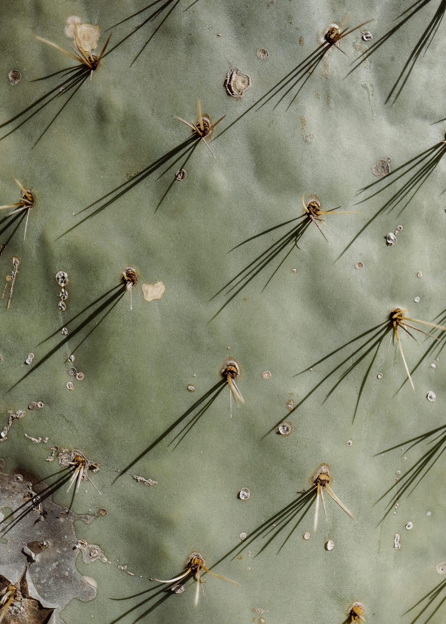 A close up of a cactus in the sun cactus can be used to create faux leather