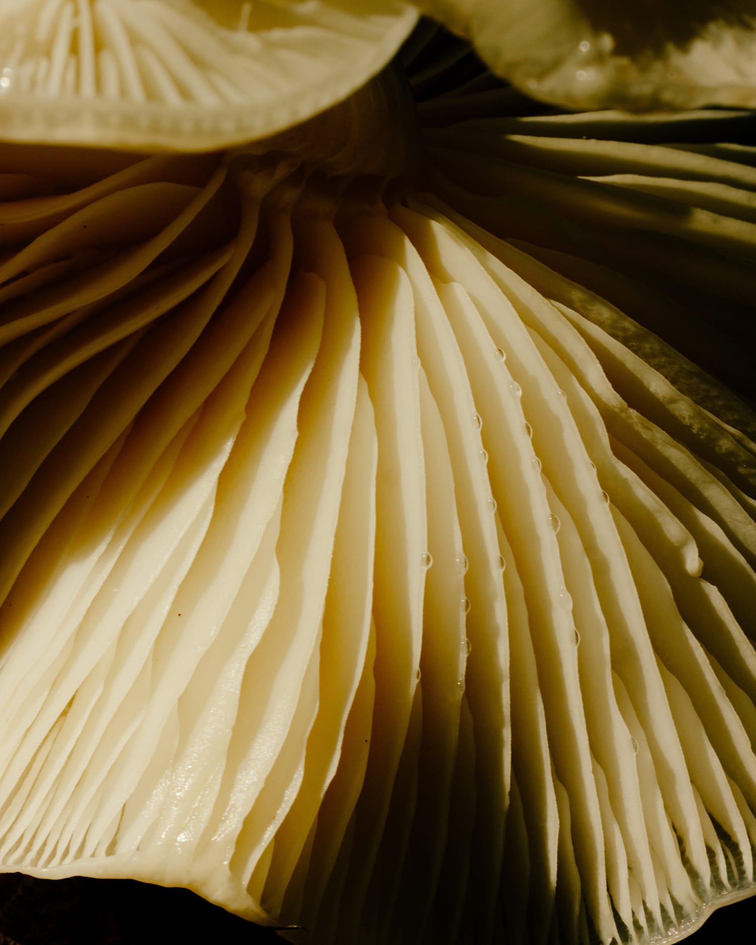 A close up of a mushroom which can be used to create vegan mushroom leather