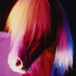 Close-up of an Icelandic horse. Its mane covers its eyes. The colors of the light are red, yellow, blue, and white.