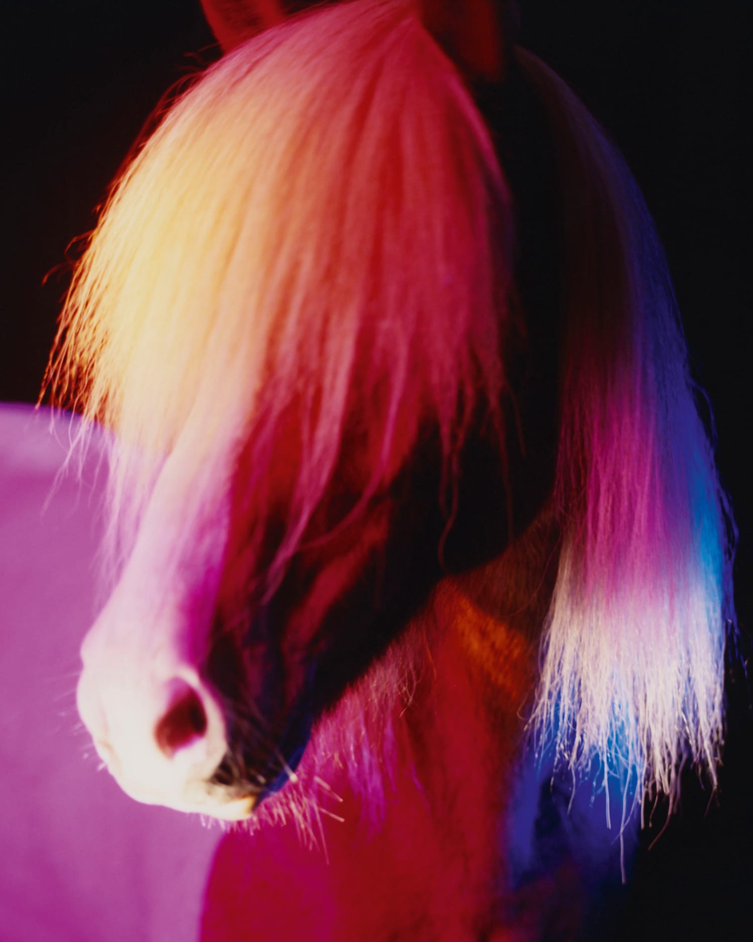 Close-up of an Icelandic horse. Its mane covers its eyes. The colors of the light are red, yellow, blue, and white.