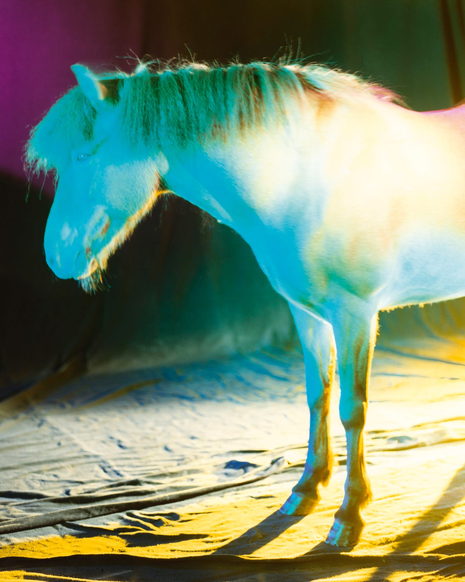 Icelandic horse shot in a studio background bathed in colors of blue, white, yellow, and green.