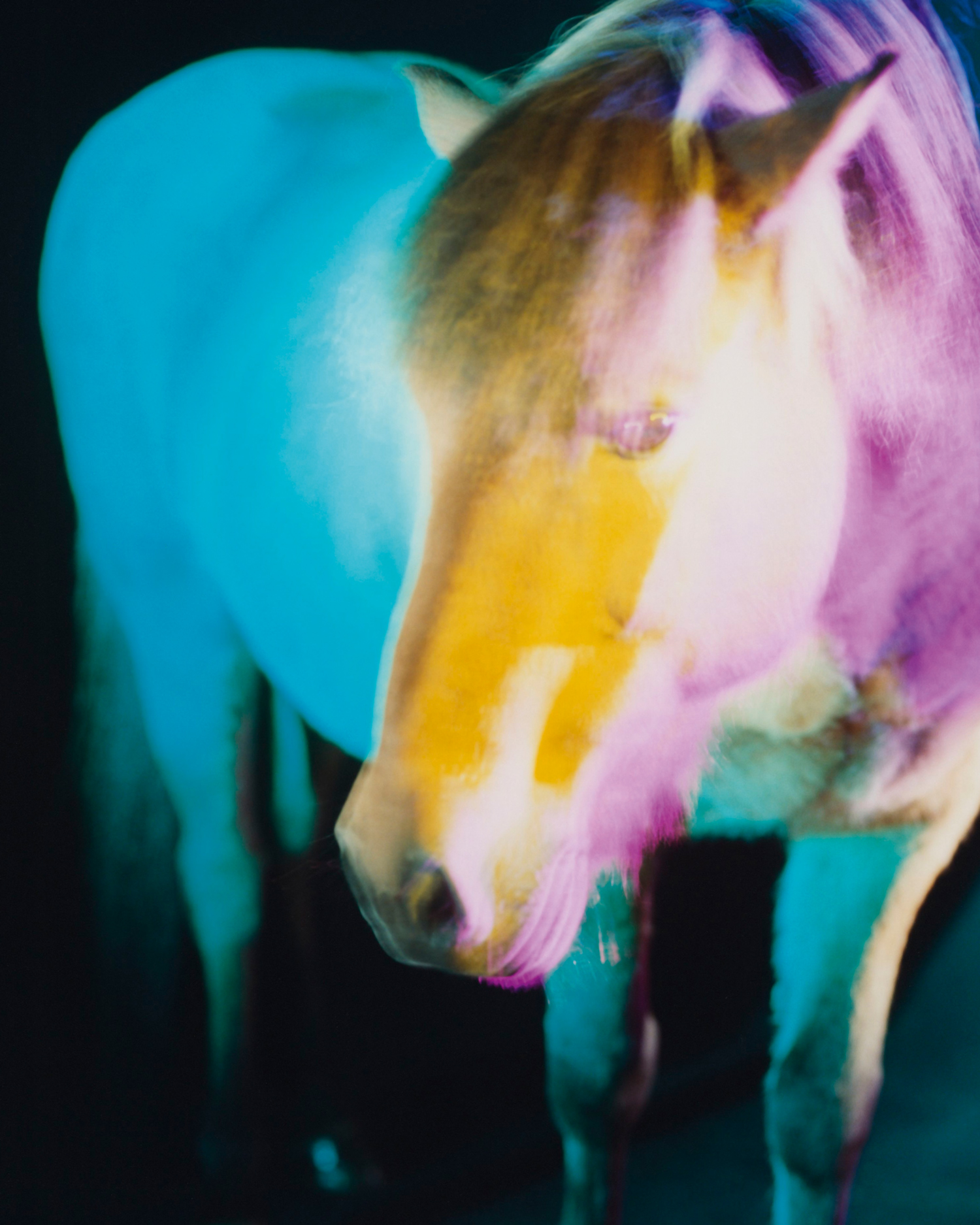 Close-up of a horses face bathed in colors of yellow, pink, and blue