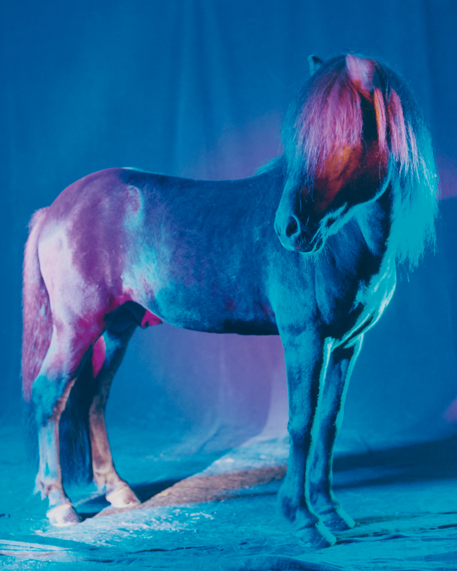 Profile shot of a horse lit up in all blue