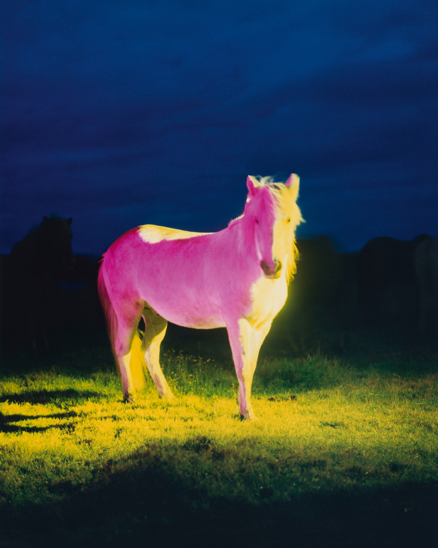 An Icelandic horse looking straight at the camera lit up in hues of pink, yellow, blue, and green.