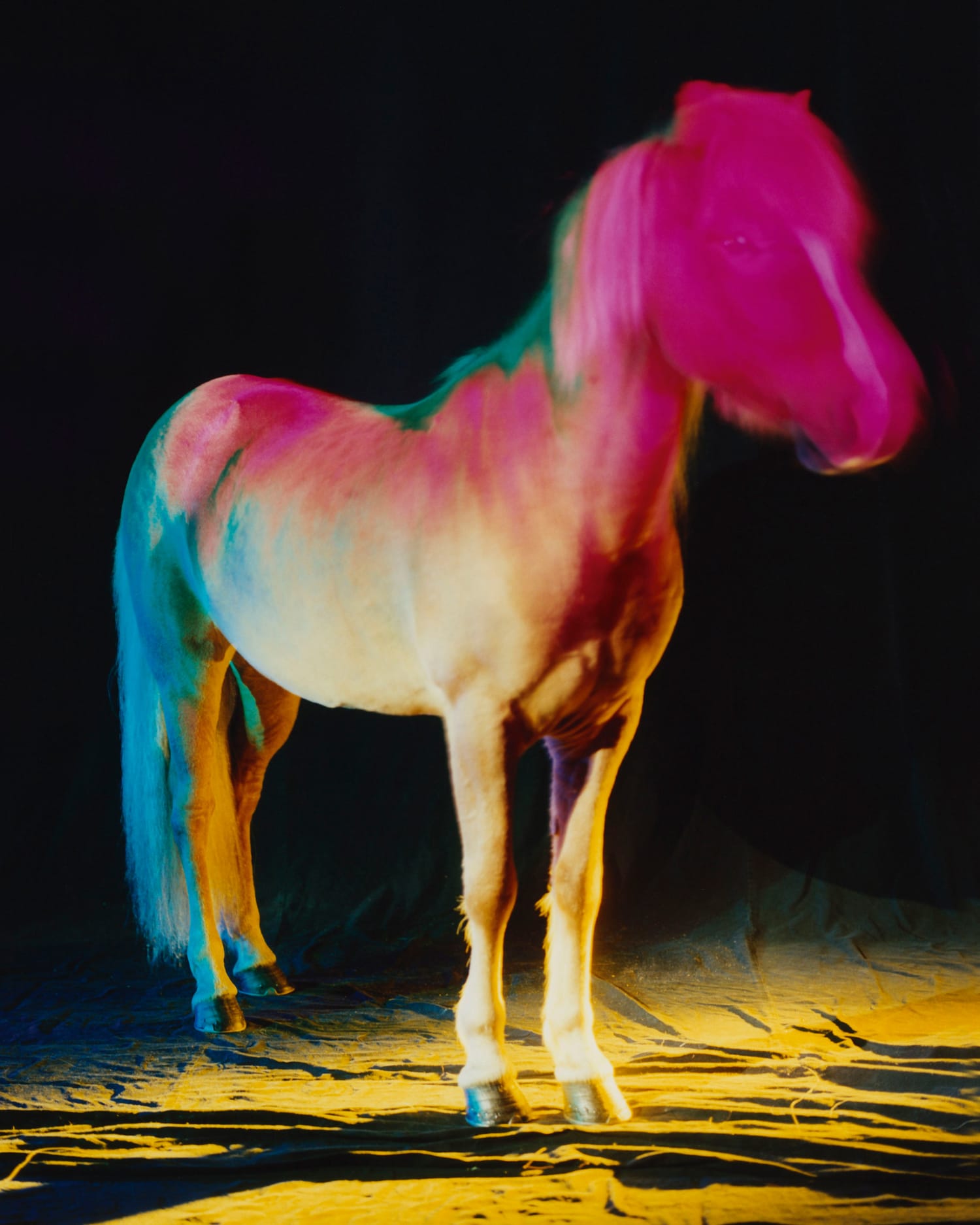 An icelandic horse on a black background standing in a pink and yellow hue of color