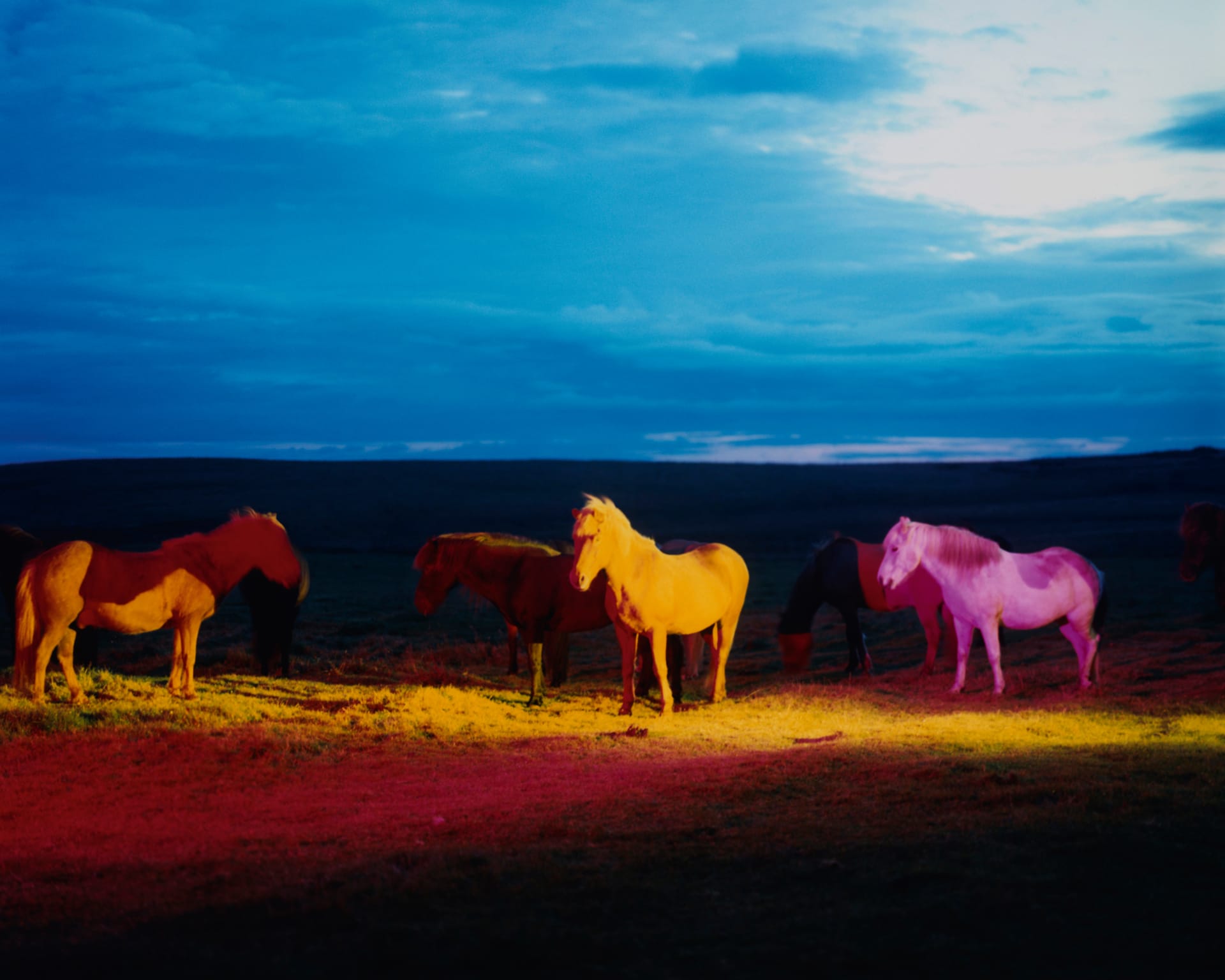 Icelandic horses lit up in different colors giving a psychedelic effect