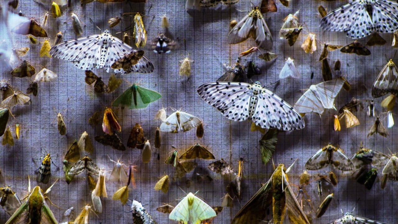 moths displayed on a piece of fabric lit up in the middle of the night. One of the nature documentaries focusing on insects.